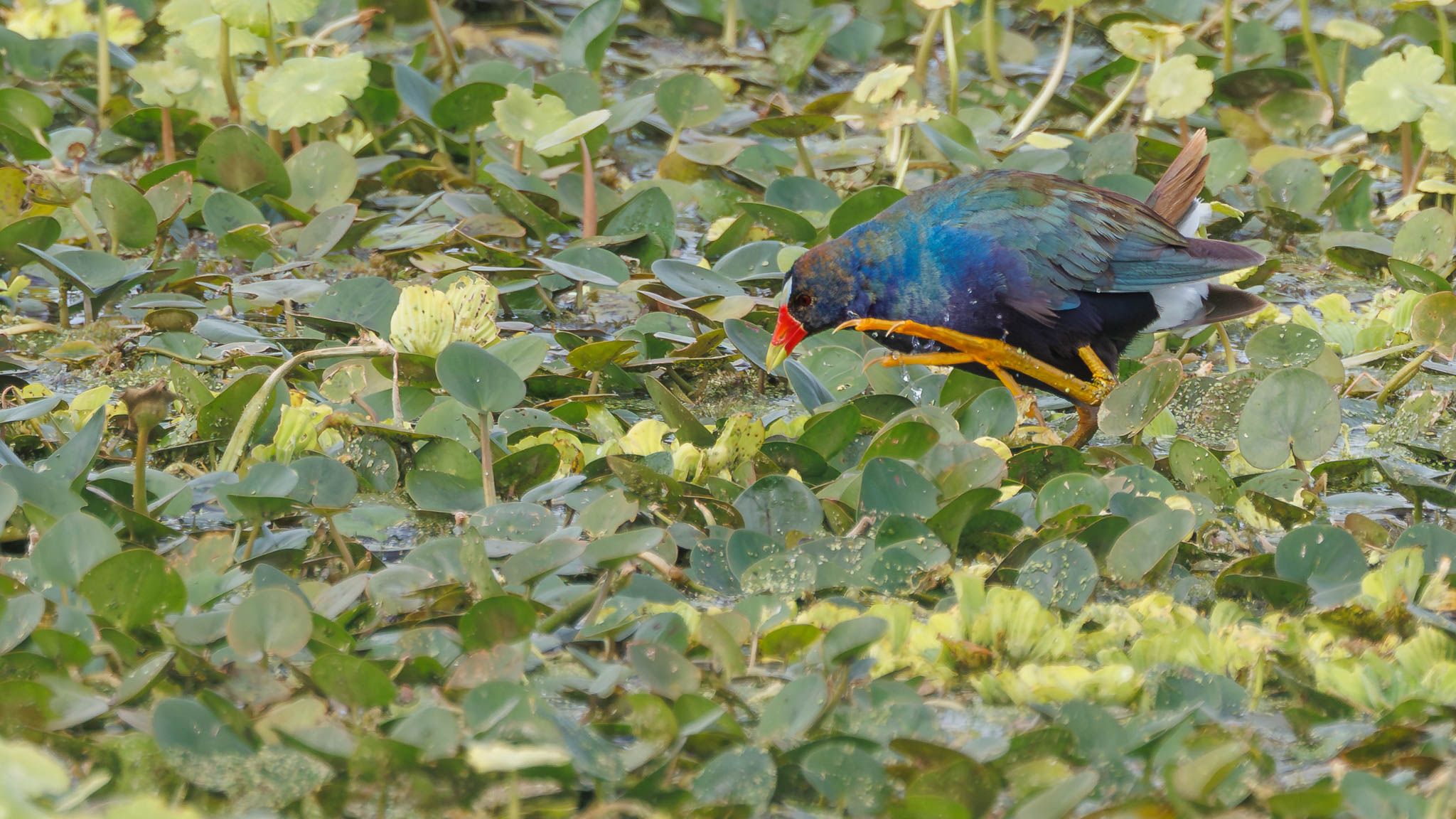 Purple Gallinule - A Colorful Hunter
